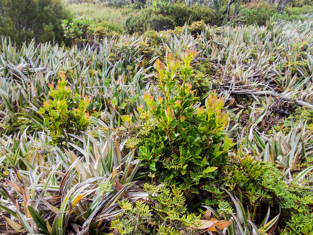 Представитель Семейства Phyllocladaceae